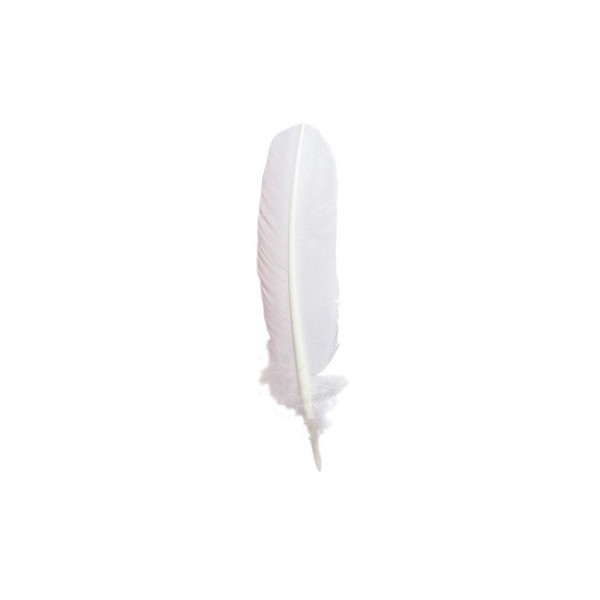 Plumes d'oie blanche - x12 plumes – Jardin des Druides