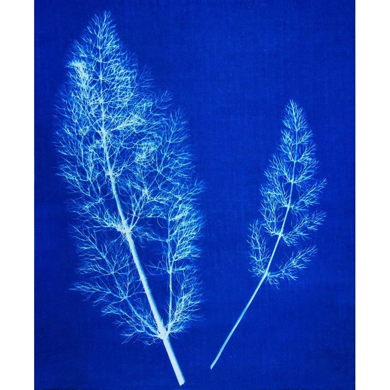 exemple de réalisation en Cyanotype