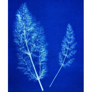 exemple de réalisation en Cyanotype