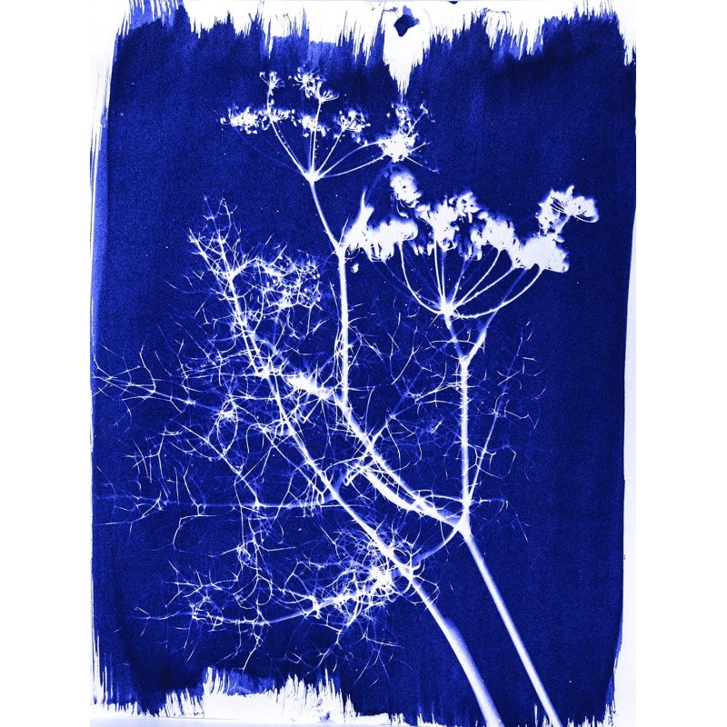 Kit pour tirage Cyanotype - JACQUARD