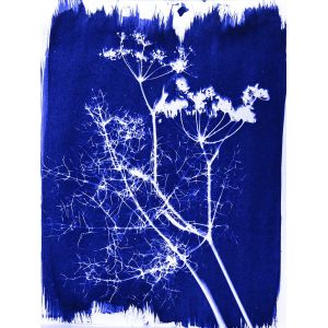 Kit pour tirage Cyanotype - JACQUARD